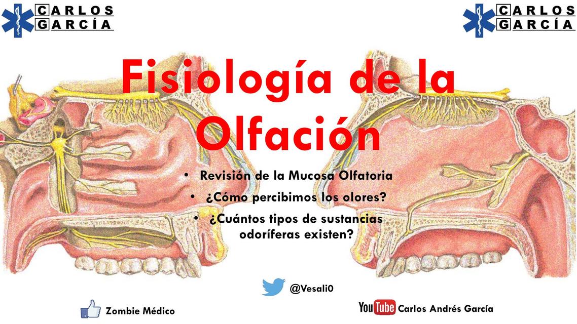 Fisiología de la Olfación por Carlos Andrés García Dr Carlos Andrés