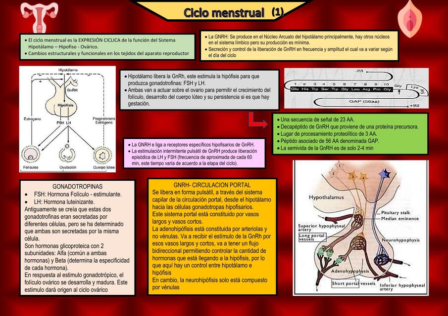 Ciclo Menstrual Mishelle Chavez UDocz