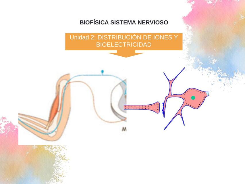 CLASE 4 Biofísica del sistema nervioso Piero Vega uDocz