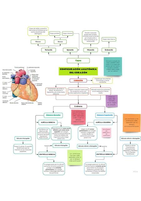 Generalidades configuración anatómica del corazón estudiofisio uDocz