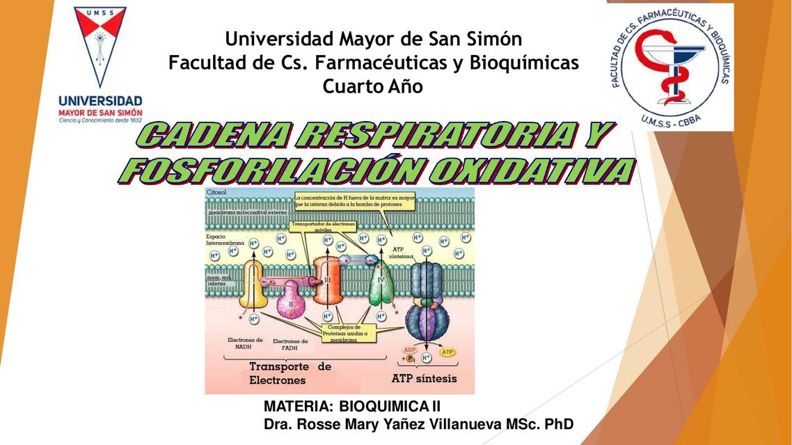 Cadena Respiratoria Y Fosforilaci N Oxidativa Benjamin El As Coria