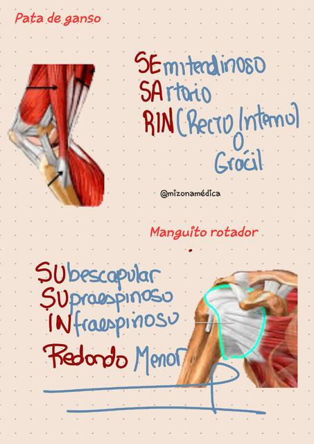 M Sculos Pata De Ganso Manguito Rotador Nemotecnia Mizonam Dica Udocz