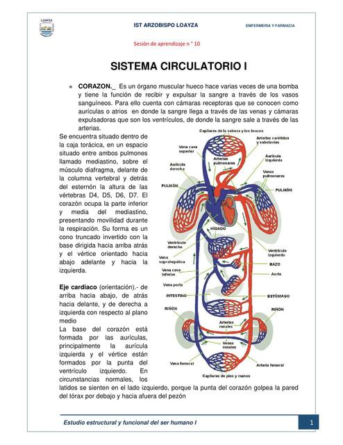 Sistema Circulatorio I Antuanet Herrera Udocz