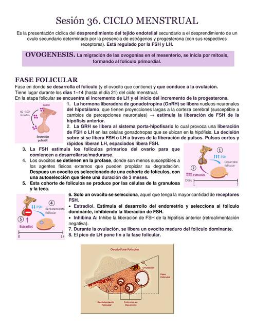 Ciclo Menstrual Y Amenorrea Sandy Udocz