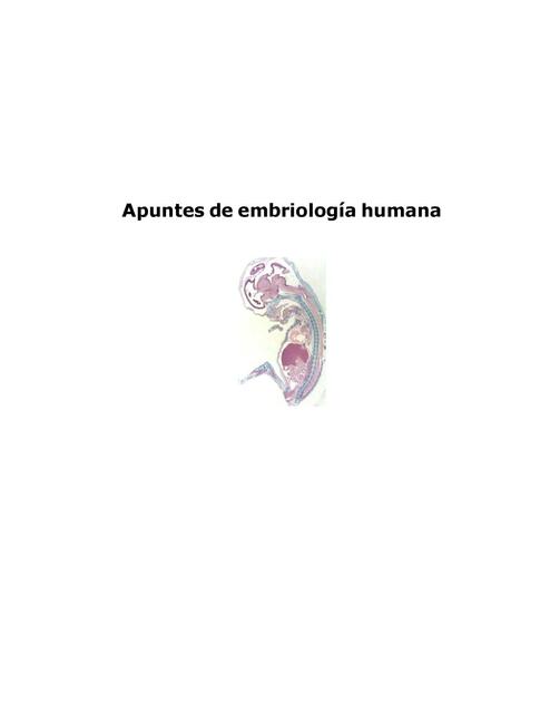 Apuntes de embriología humana Medicina y Farmacia uDocz