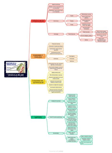 Vesícula biliar Aida NursNotes uDocz