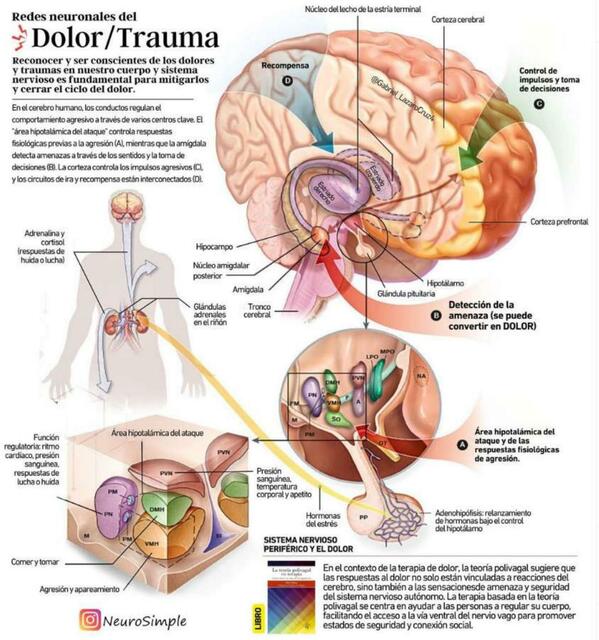 Dolor Y Trauma Yudoc Org Udocz