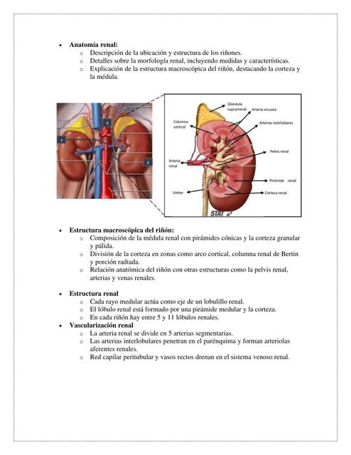 Anatom A Renal Sharon Velazquez A Udocz