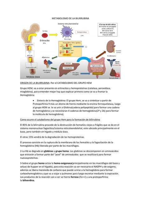 Metabolismo De La Bilirrubina Nicola Lertora Udocz