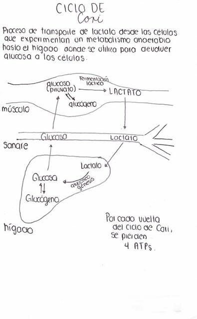 Ciclo de Cori Angélica Mena uDocz