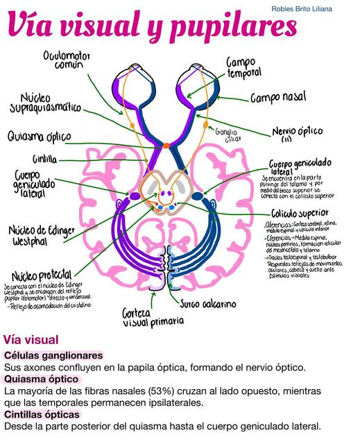 V A Visual Iovanny Cruz Ojeda Udocz