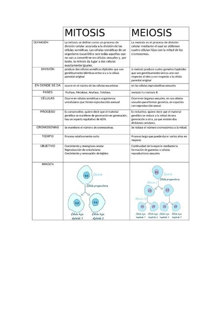 Mitosis Y Meiosis Oscar Vinicio Tenesaca Castillo Udocz