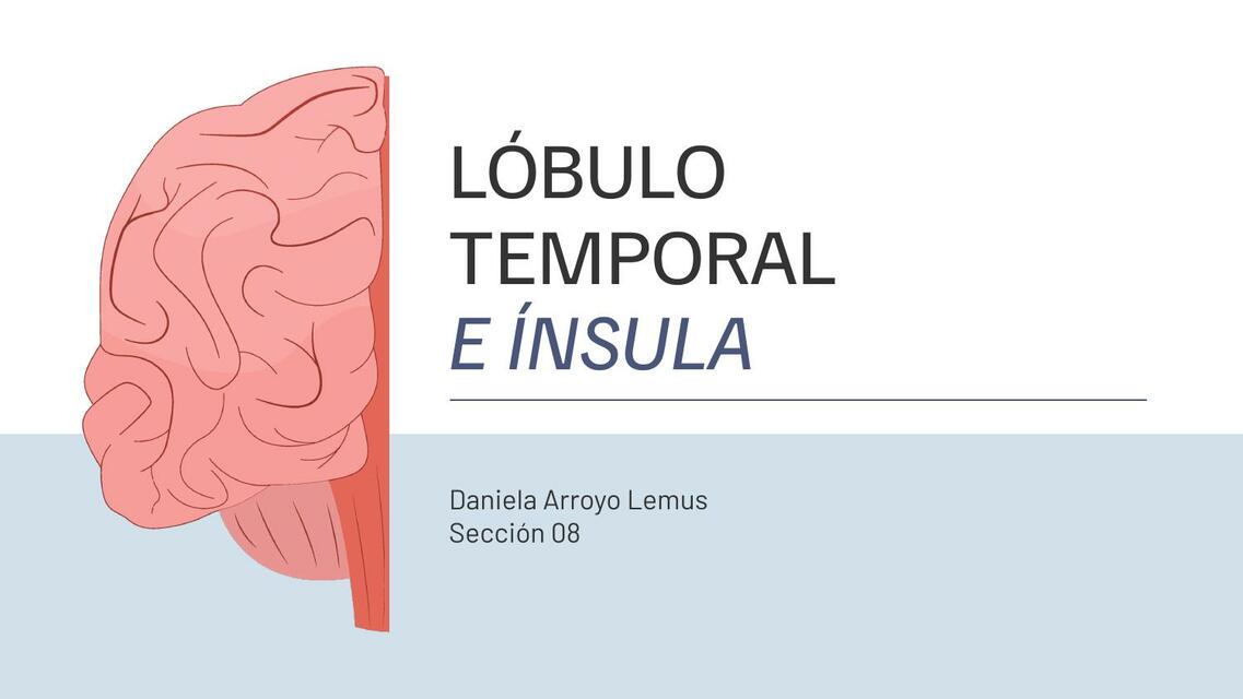 Lóbulo temporal e ínsula Jose Francisco Rodriguez Rodriguez uDocz