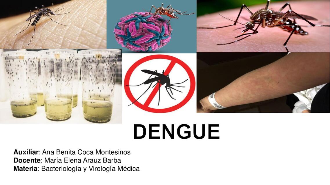 Dengue Anita Cm Udocz