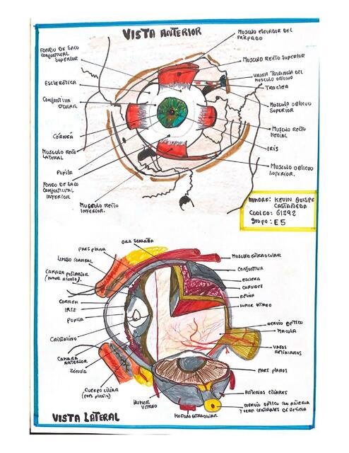 Anatomia Del Globo Ocular Jos Fabricio Monta O C Spedes Udocz