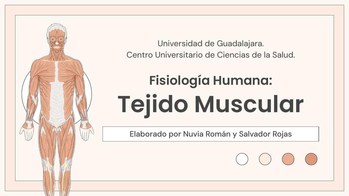 Tejido Muscular Unión neuromuscular y contracción Nuvia uDocz