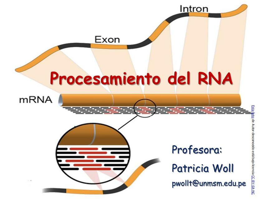 Procesamiento Del Rna Brayan Hernan Crespo Virhuez Udocz