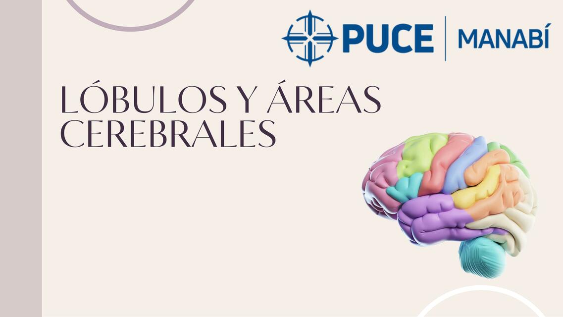 Lóbulos y áreas cerebrales pdf María José Wittong Moreira uDocz