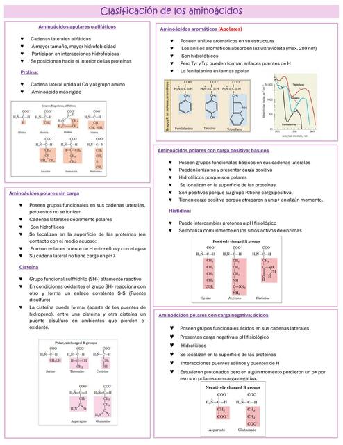 Clasificación de los aminoácidos Javiera uDocz