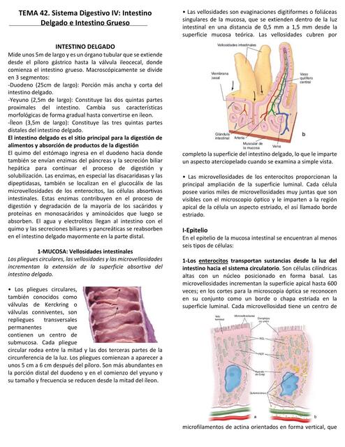 Tema Sistema Digestivo Iv Yohely Valentina Valenzuela Barrios Udocz