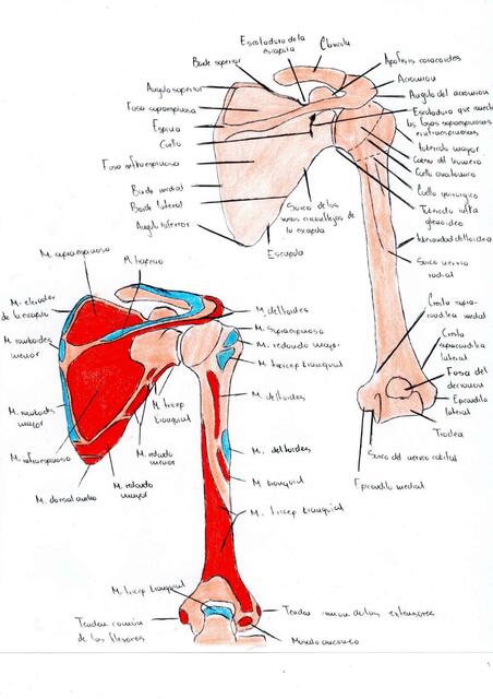 anatomia escapula y humero