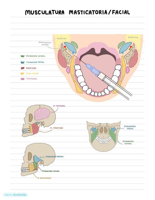 Músculos masticatorios y faciales