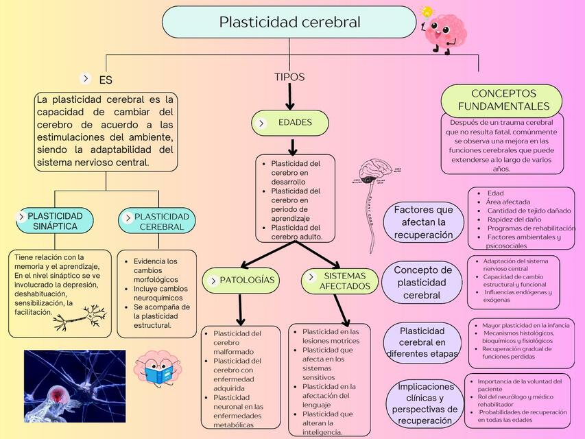 Plasticidad cerebral