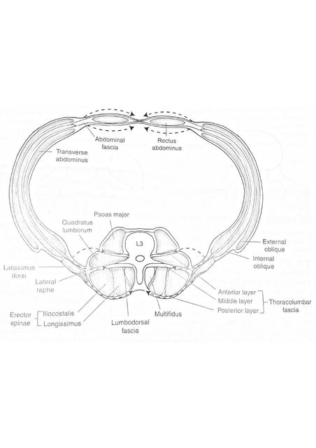 Esquemas musculatura columna