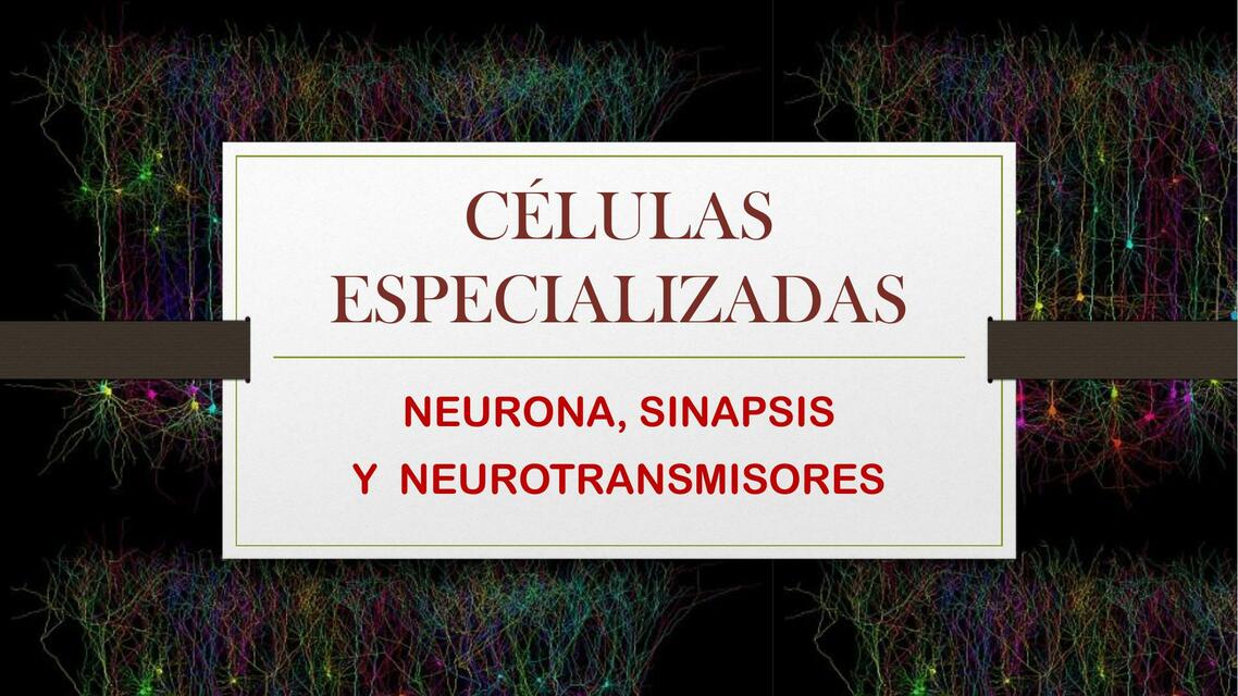 Neurona sinapsis y neurotrasmisores