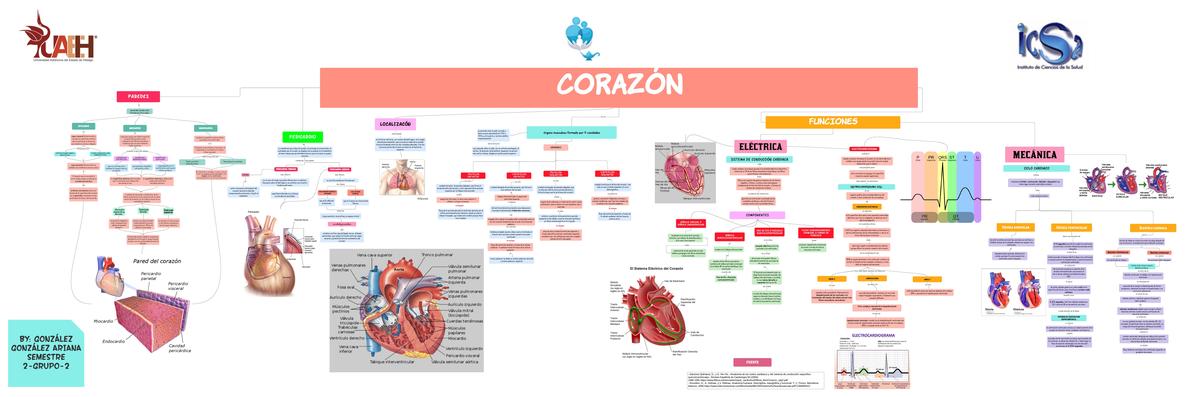 CORAZÓN MAPA CONCEPTUAL