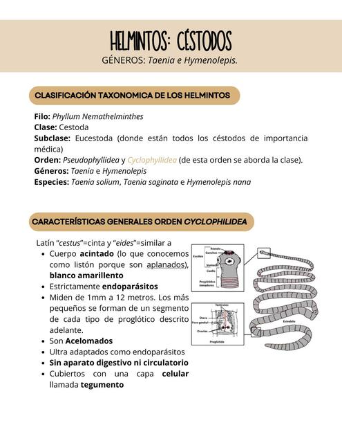 Clase 44 Helmintos Céstodos GÉNEROS Taenia e Hymen