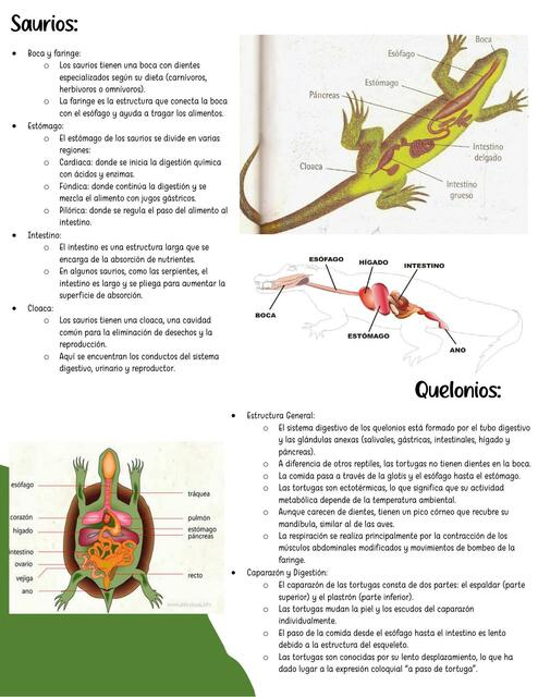 sistema digestivo de los reptiles