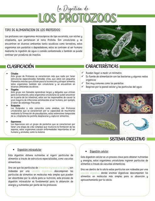 Digestion de los protozoos