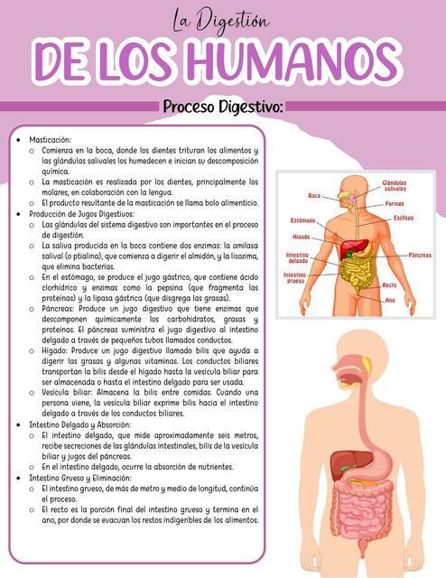 digestion de los humanos y de monogástricos