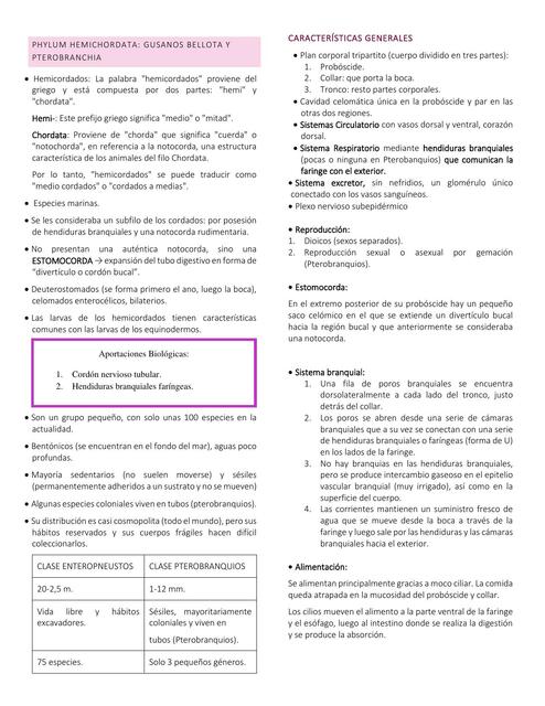 Phylum Hemichordata y Chordata