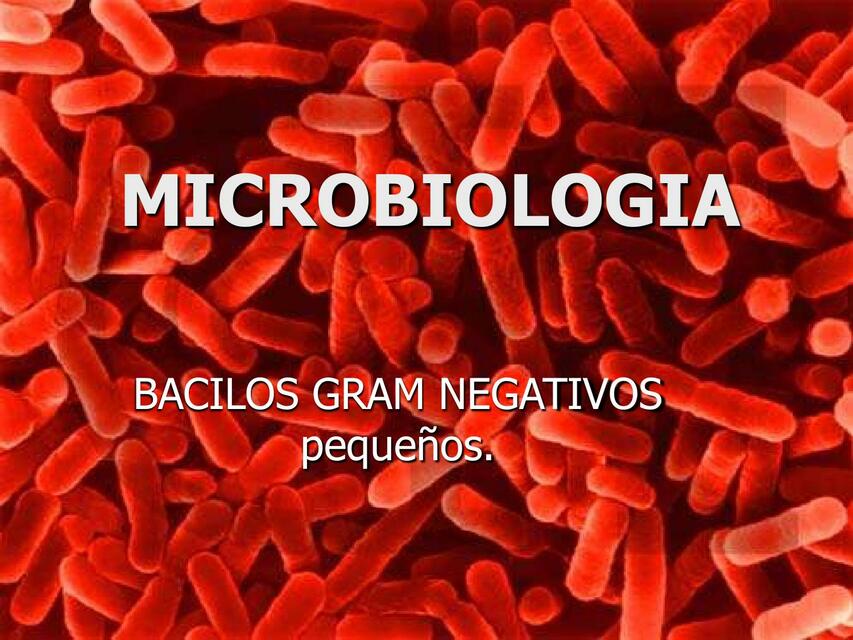 Bacilos Gram Negativos Pequenos