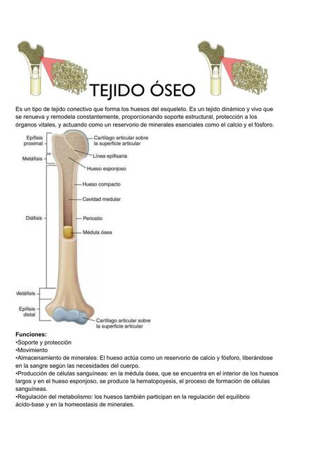 Tejido óseo