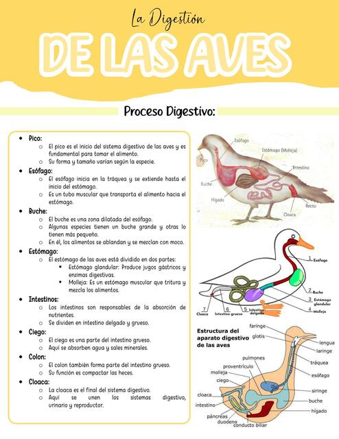 digestion de aves