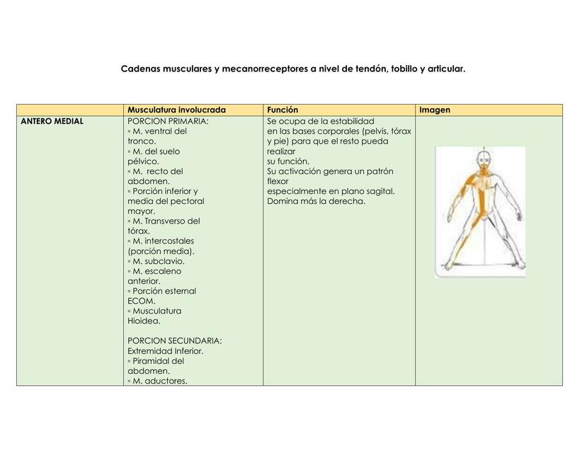 Cadenas musculares y mecanorreceptores