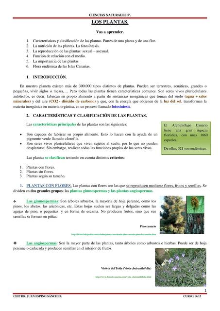 T 3 LAS PLANTAS BLOG 1