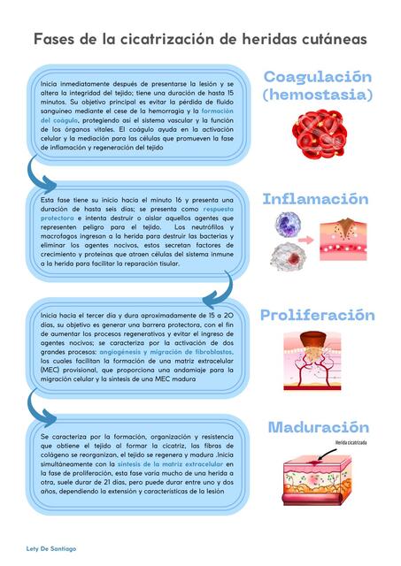 Fases de la Cicatrización de Heridas