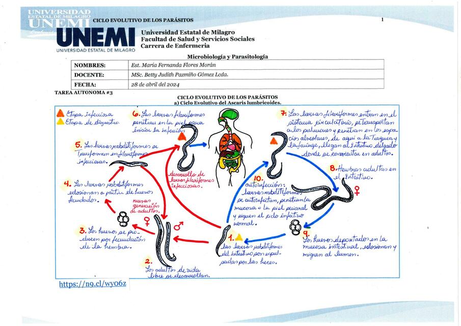 CICLO EVOLUTIVO 28