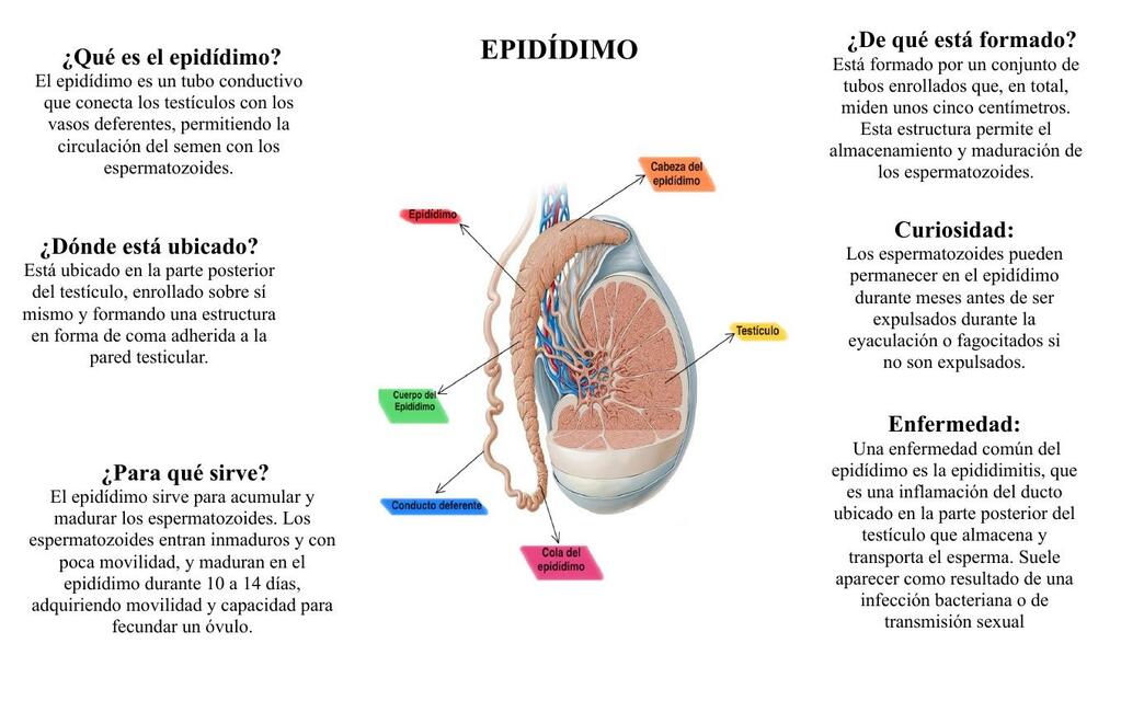 EPIDÍDIMO