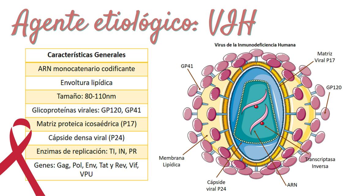 VIH: características del virus