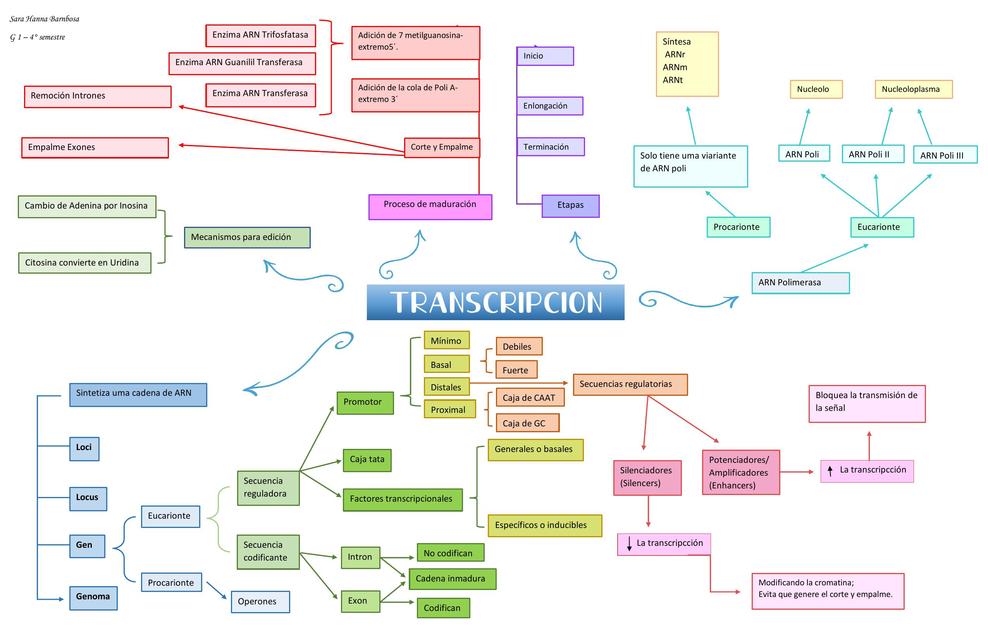 Transcripción mapa mental