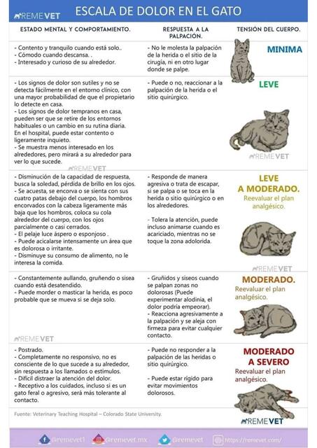 Escala de dolor en el gato