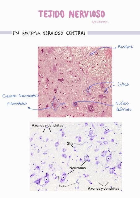 HISTOLOGÍA | uDocz