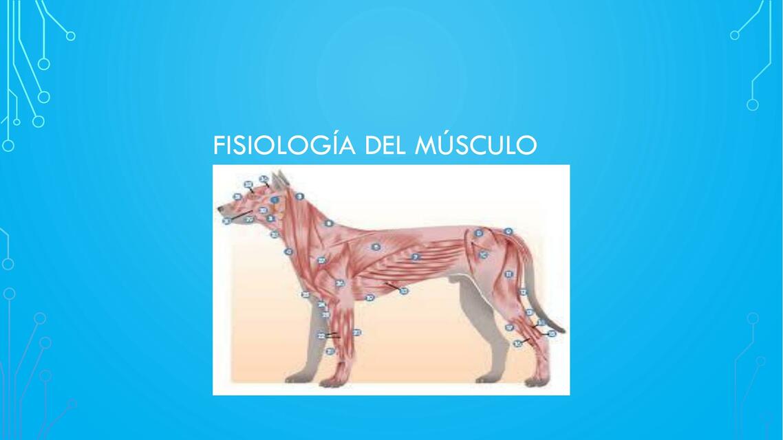 FISIOLOGIA DEL MUSCULO