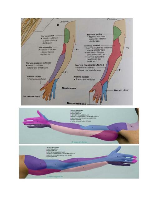 Inervacion sensitiva