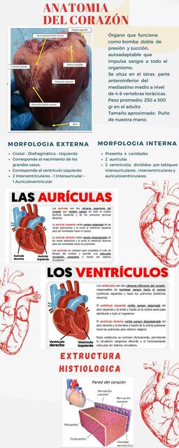 infografia del corazon